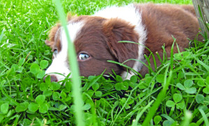 It's a picture of an adorable pup but if we use our imaginations we can pretend that it's a wolf shapeshifter pup! Okay, maybe not. But it's adorable anyway!